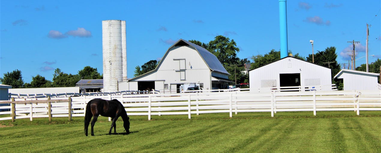 Image of a clear day with a barn, horse, white fence, and green grass.