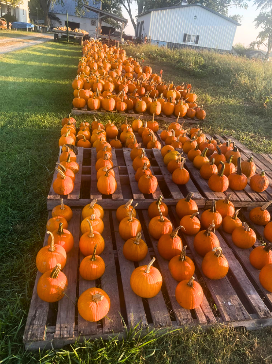 Bentley's Pumpkins's photo