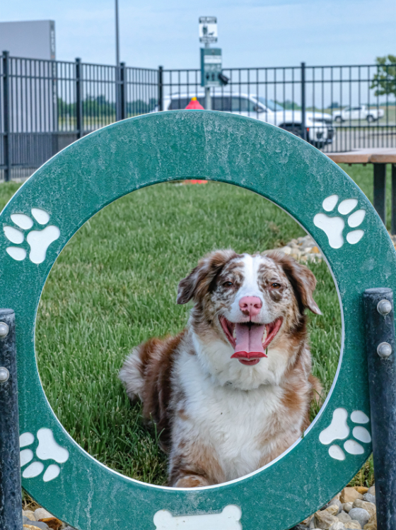 Destination Outlets Dog Park 's photo