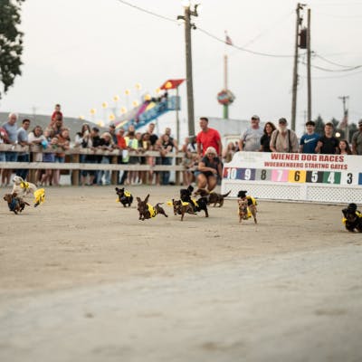An image from the Weiner Dog Races at the Fayette County Fair